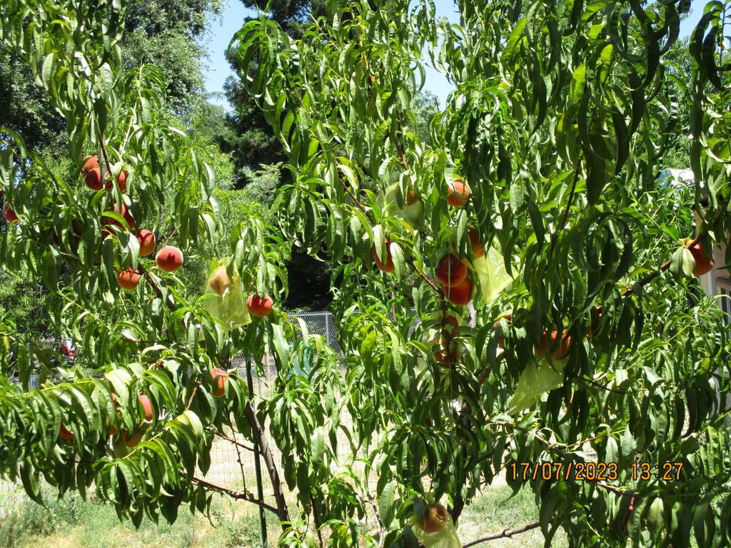 Mary Jane ™ Peach - Raintree Nursery