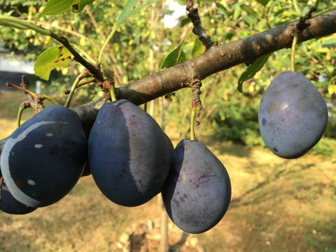 Stanley European Plum