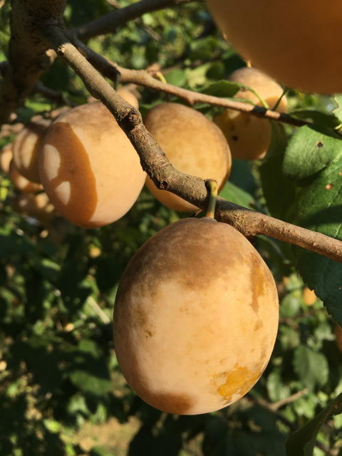 Schoolhouse European Plum
