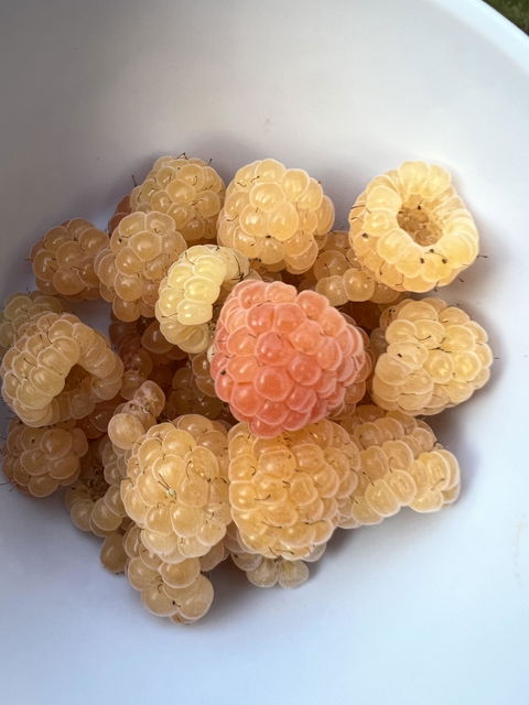 Fall Gold Raspberry