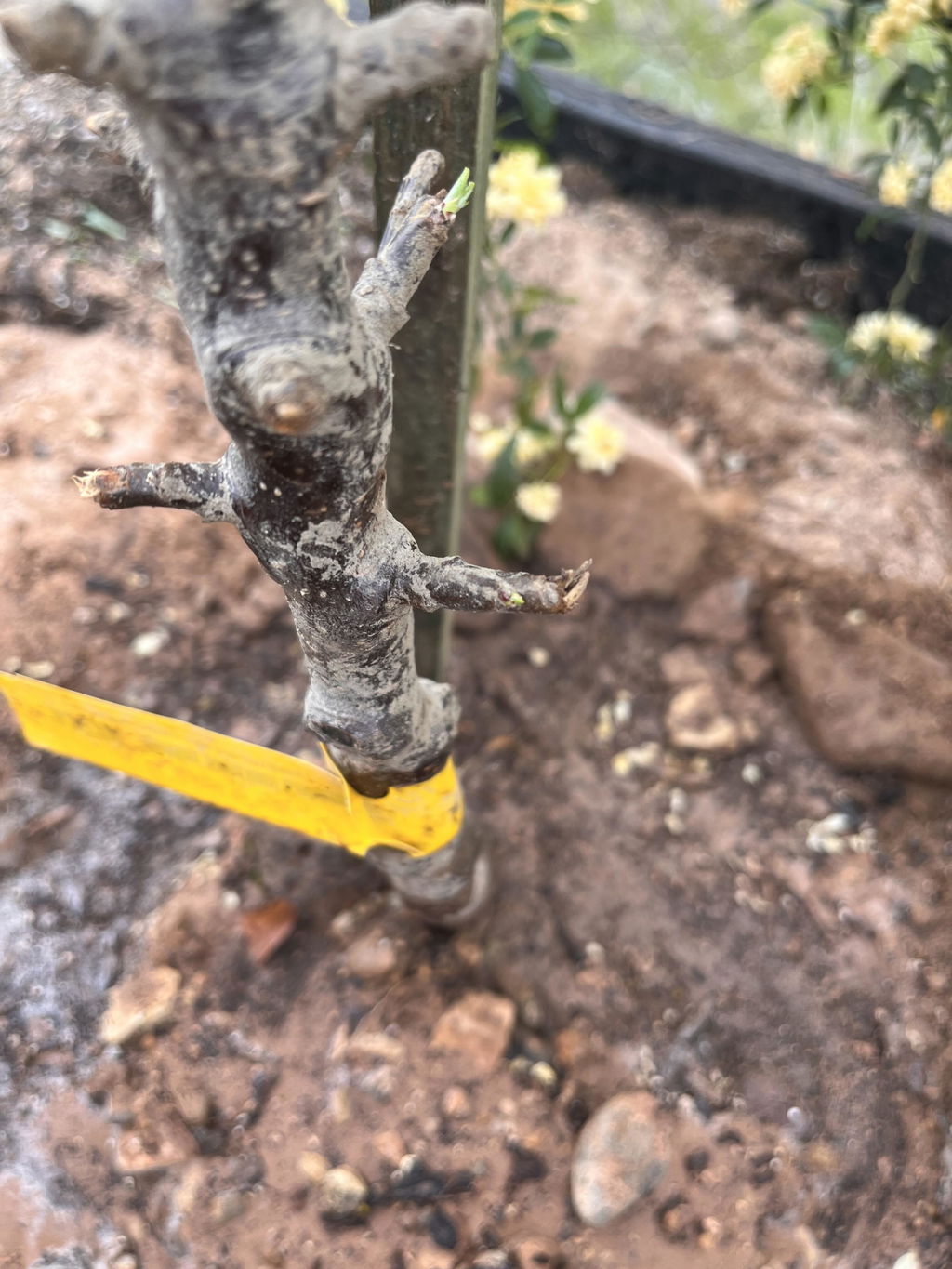 Golden Sentinel Columnar Apple - Raintree Nursery