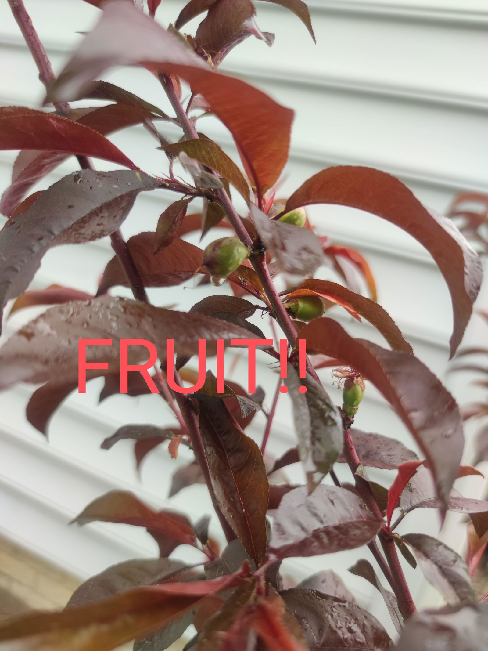 Spice Zee NectaPlum™ - Raintree Nursery