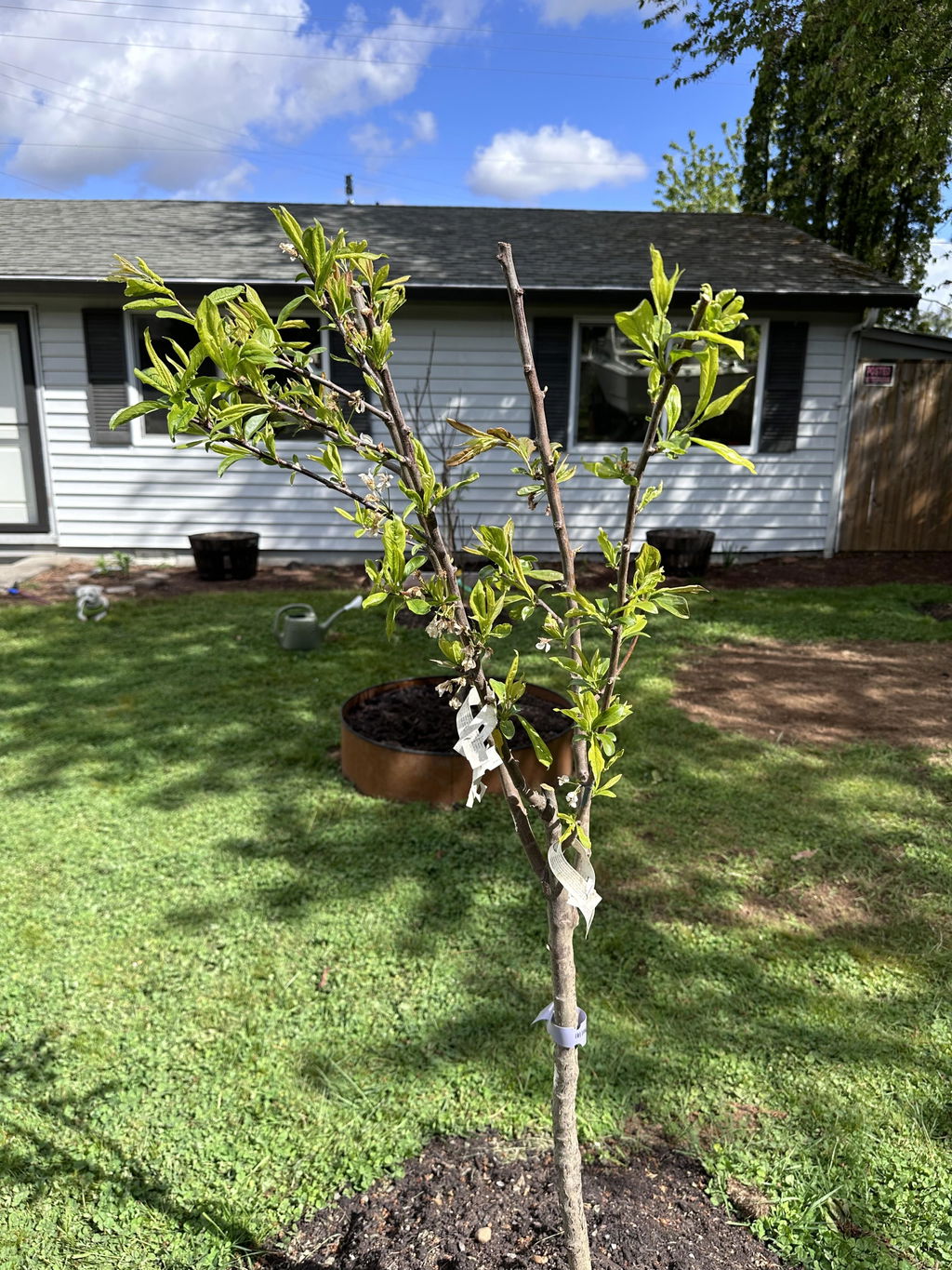 プルート（感謝）/4 Combo Zee Sweet Pluot Tree (4 varieties) - Raintree Nursery