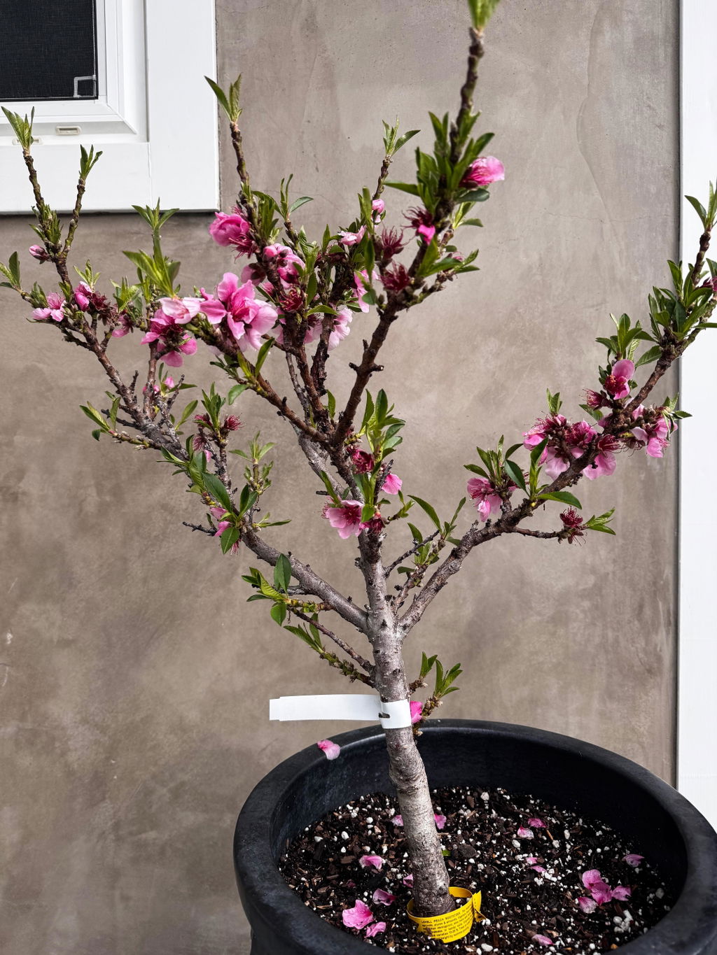 Pix Zee Dwarf Peach - Miniature - Raintree Nursery
