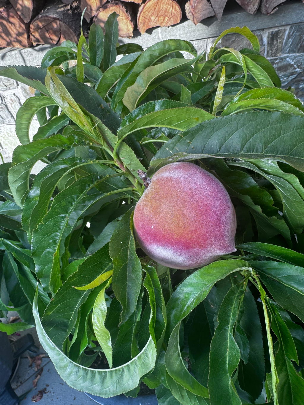 Pix Zee Dwarf Peach - Miniature - Raintree Nursery