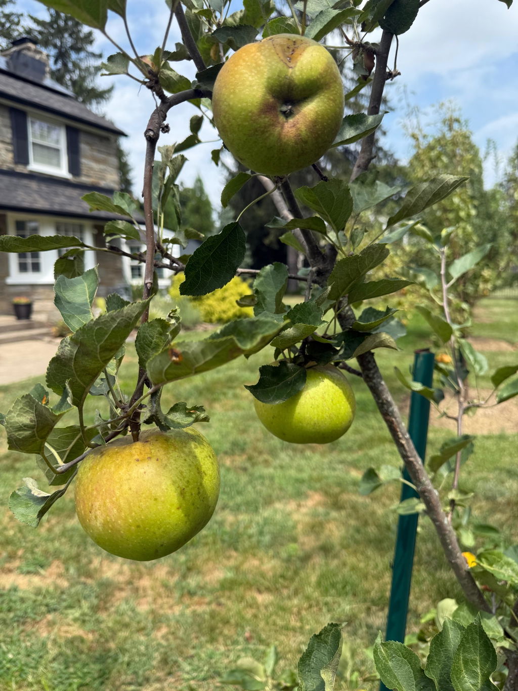 Karmijn de Sonnaville Apple - Raintree Nursery