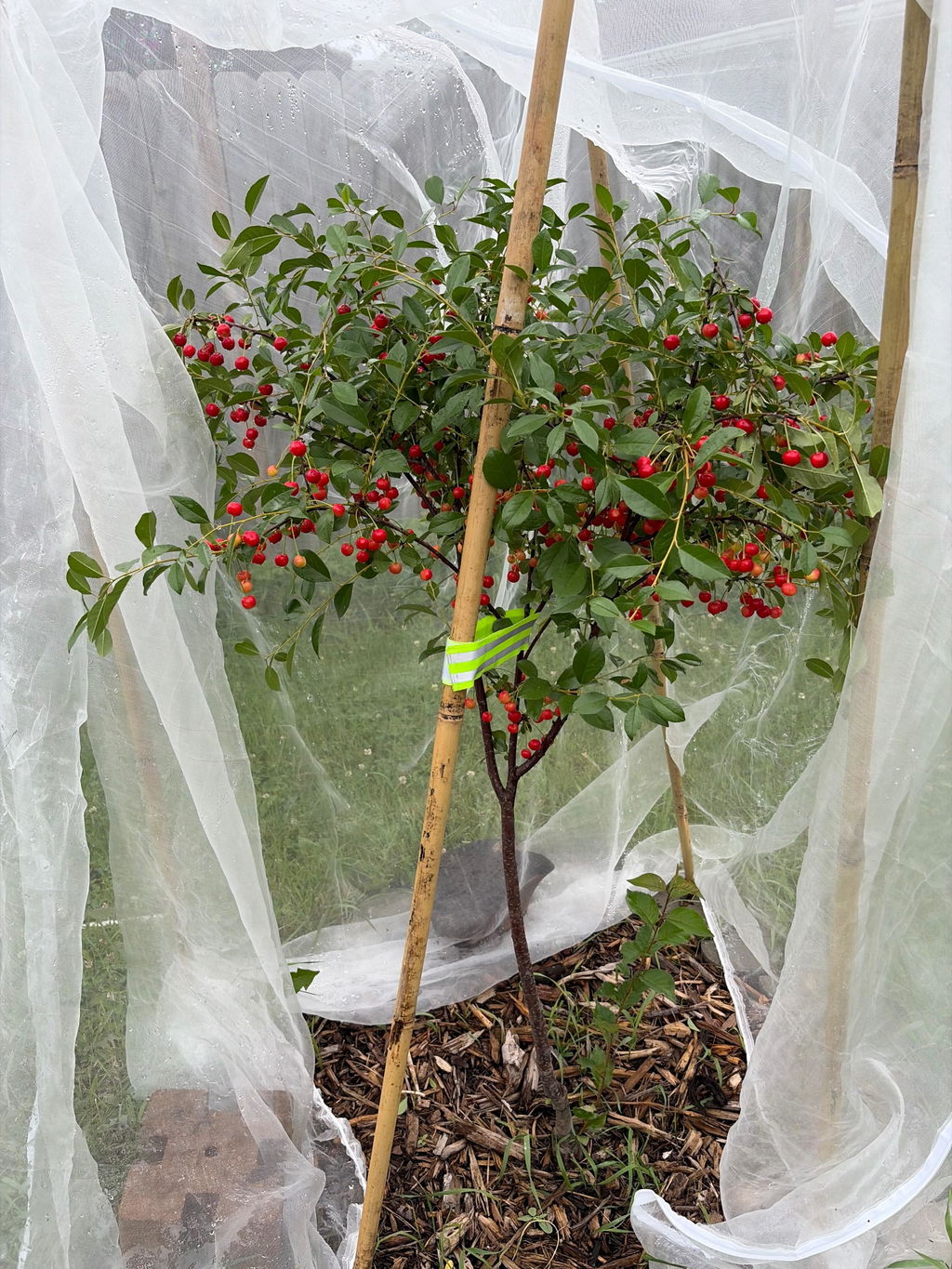 Carmine Jewel Cherry - Raintree Nursery