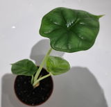 Alocasia Dragon Scale, Alocasia Baginda