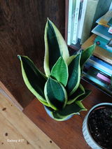 Black Gold Snake Plant - Sansevieria Black Gold