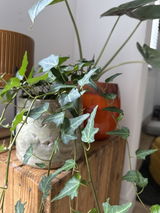 Green Ceramic Plant Pot - Masha - Multiple Sizes - Indoor Plant Pot