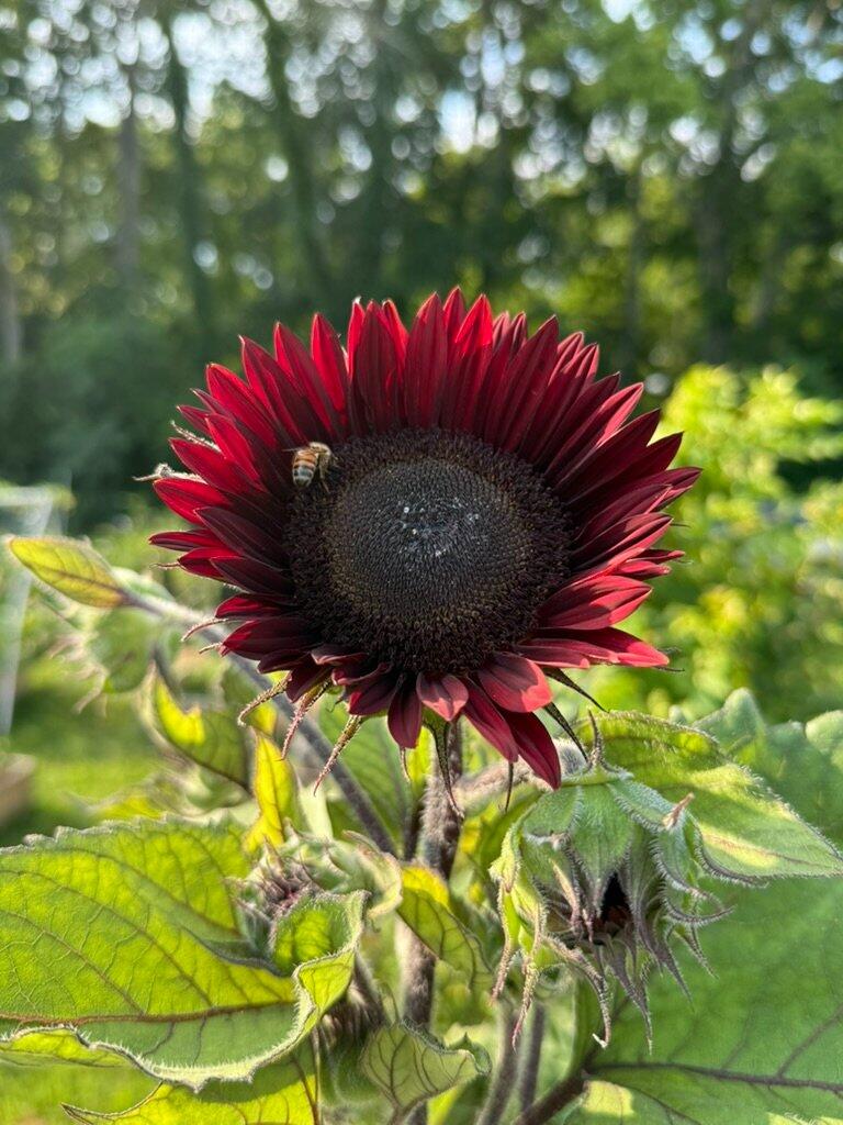 Chocolate Cherry' Ornamental Sunflowers – Renee's Garden