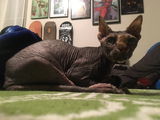 User picture