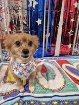 Spangled Star Bandanas - 12 pack
