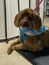 Bunny Blossoms Bandanas - 12 pack