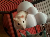 Buyer photo of Cloud Rat Hammock & Hide