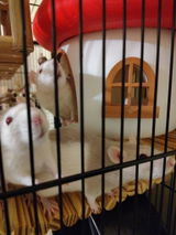 Buyer photo of Fairy Mushroom Rat Hide