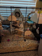 Buyer photo of Cloud Rat Hammock & Hide