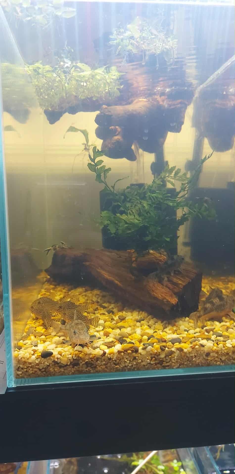 Sterbai Corydoras