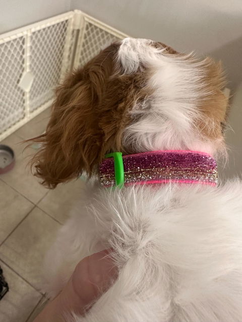 Sunset Ombre Sparkle Dog Collar