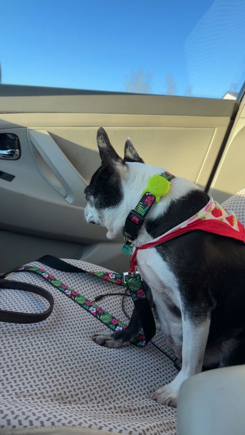 Custom Ribbon Leash