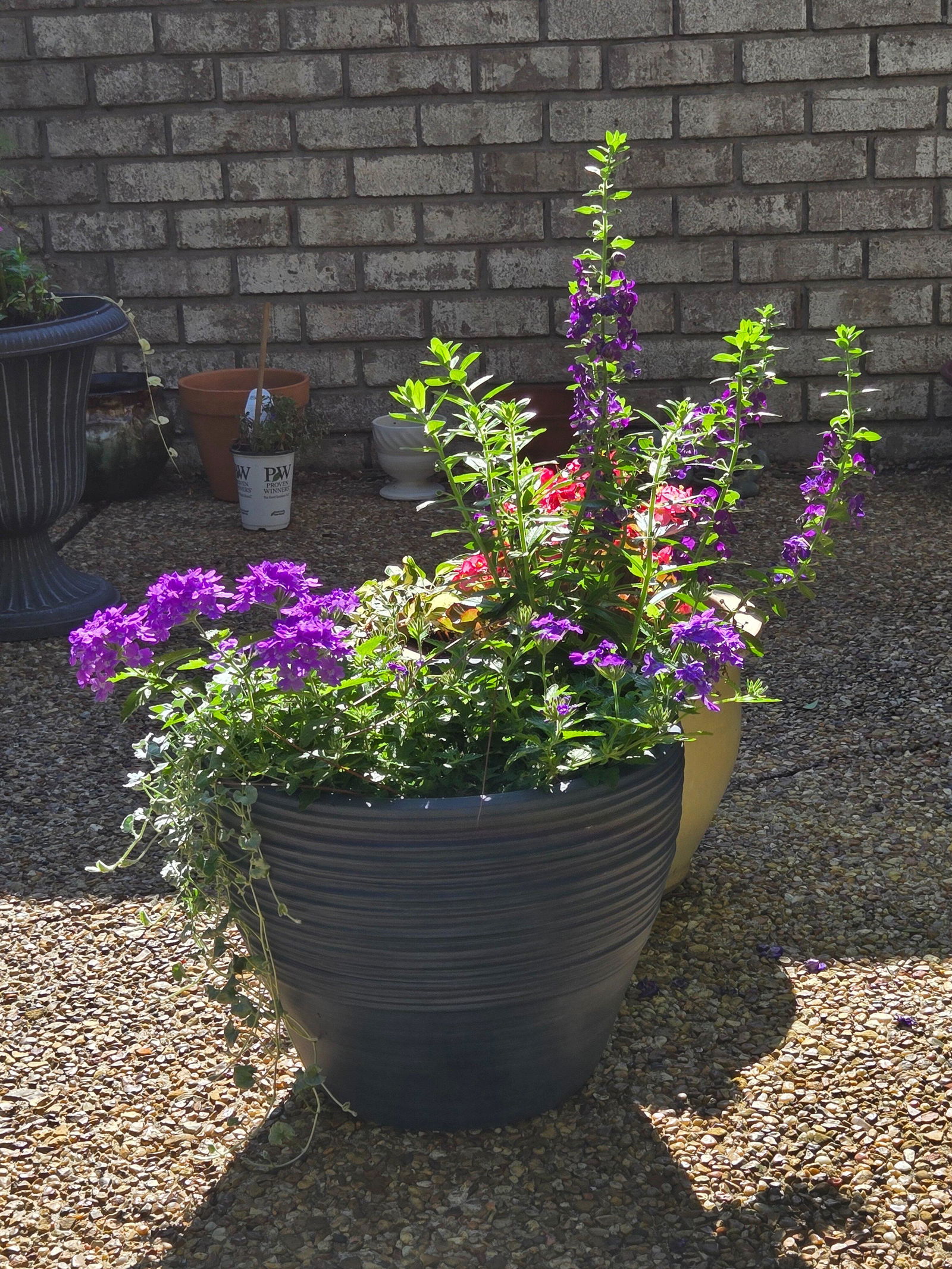 Verbena hybrid 'Superbena® Violet Ice' – Romence Gardens & Greenhouses