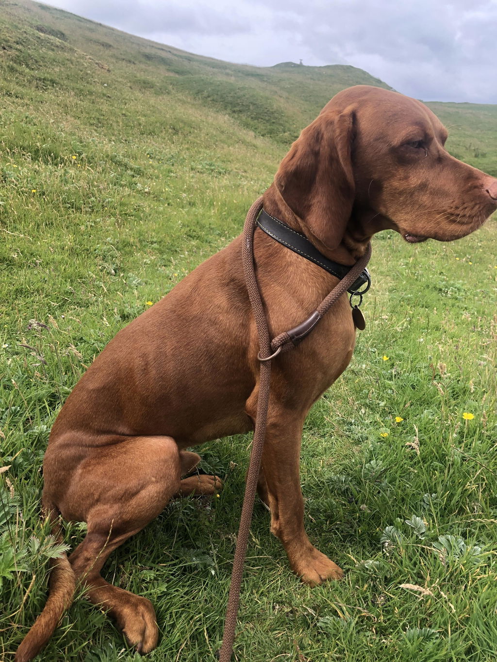 Turkey - Working Dog