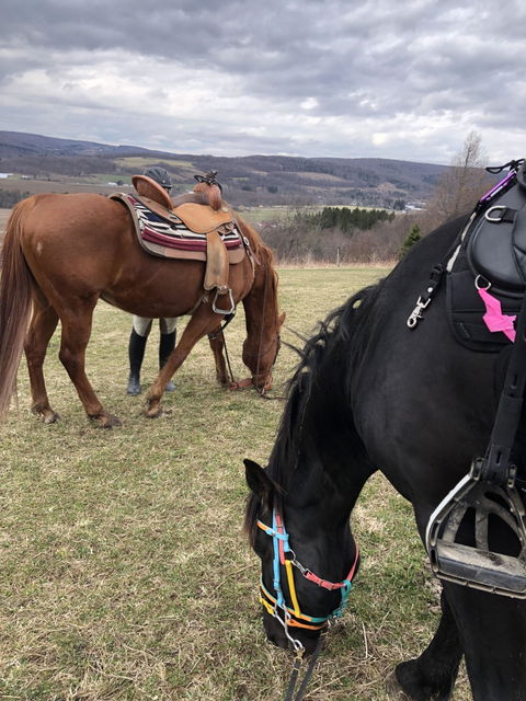 Freeform Ultimate Trail Saddle