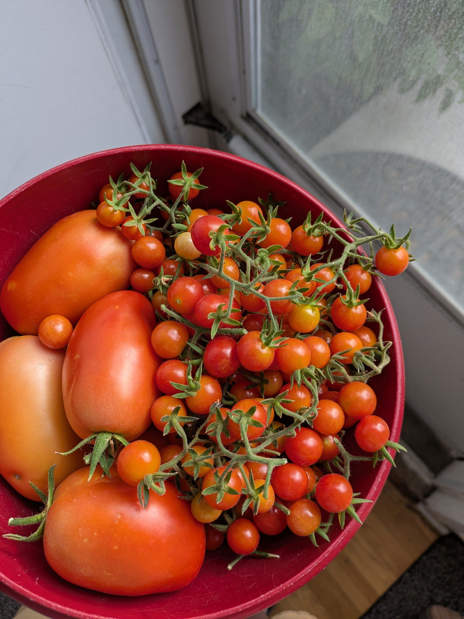 Mexico Midget Tomato Seeds - Tiny Tomatoes with Big Flavor