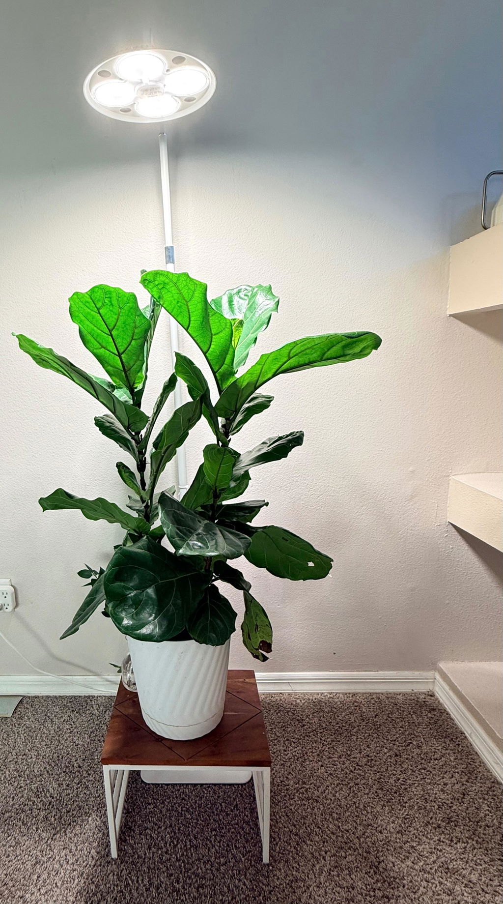 SANSI Tall Standing Grow Light with Remote Control – SANSI Lighting