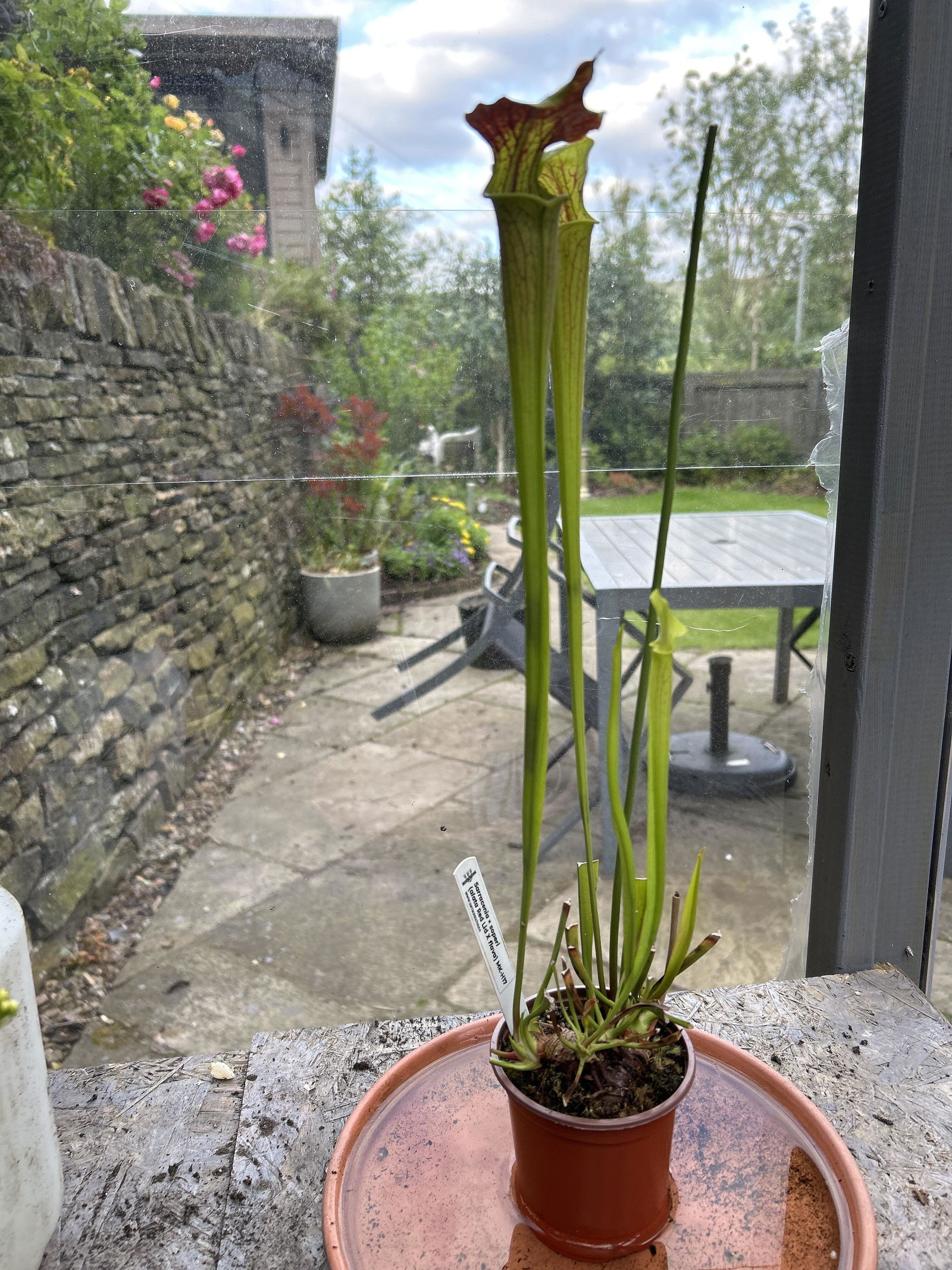 Sarracenia leucophylla 'Hurricane Creek White' | Sarracenia House