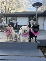 Pug Lovers Bandana