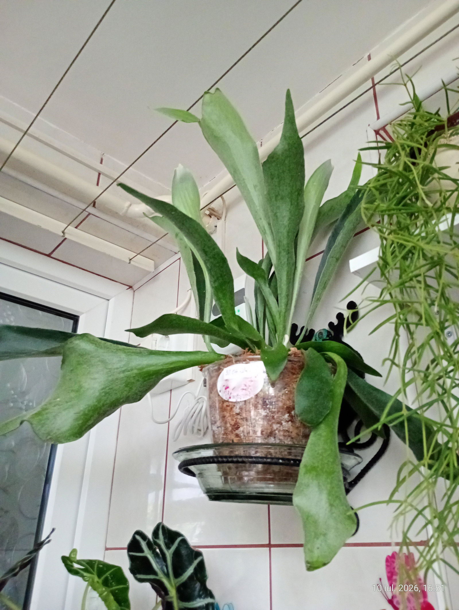 Platycerium bifurcatum - 