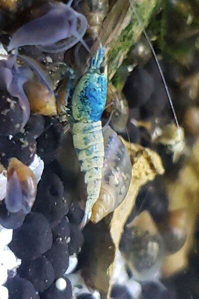 Blue Bolt Shrimp | Caridina Shrimp | Shrimpy Business