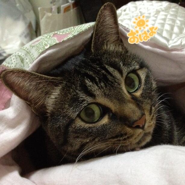 SILCAT シルキャット 猫サプリ