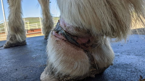 Rapid Wound Repair Ointment