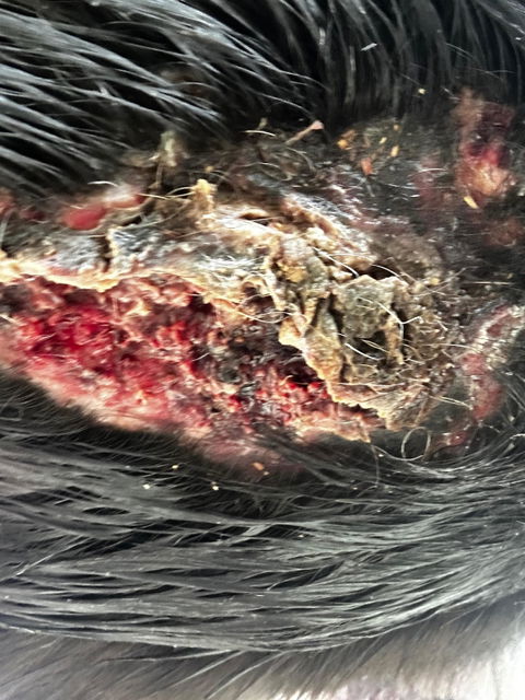 Rapid Wound Repair Combo Pack
