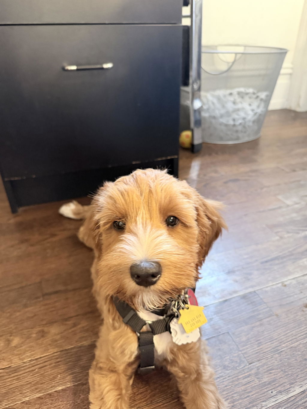 Teeny Tiny Treat Bundle