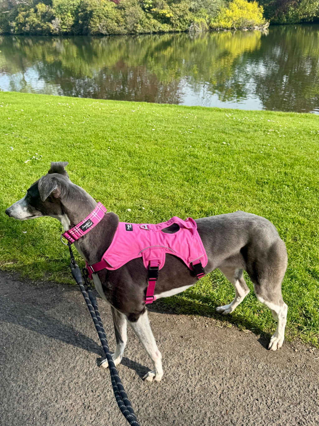 Pink Tartan Check Martingale Collar for Sighthounds - Padded
