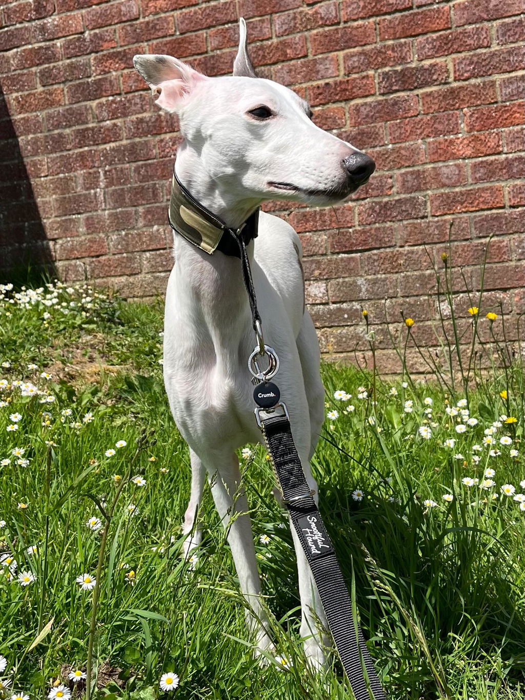 Double Ended Dog Lead - Training Lead With Comfort Mesh Padding