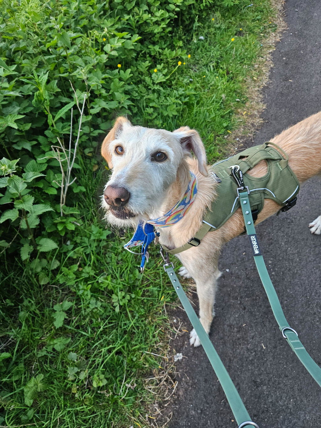 Sighthound Harness | Whippets, Greyhounds & Lurchers | Escape Proof