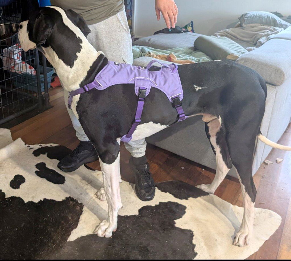 Sighthound Harness | Whippets, Greyhounds & Lurchers | Escape Proof