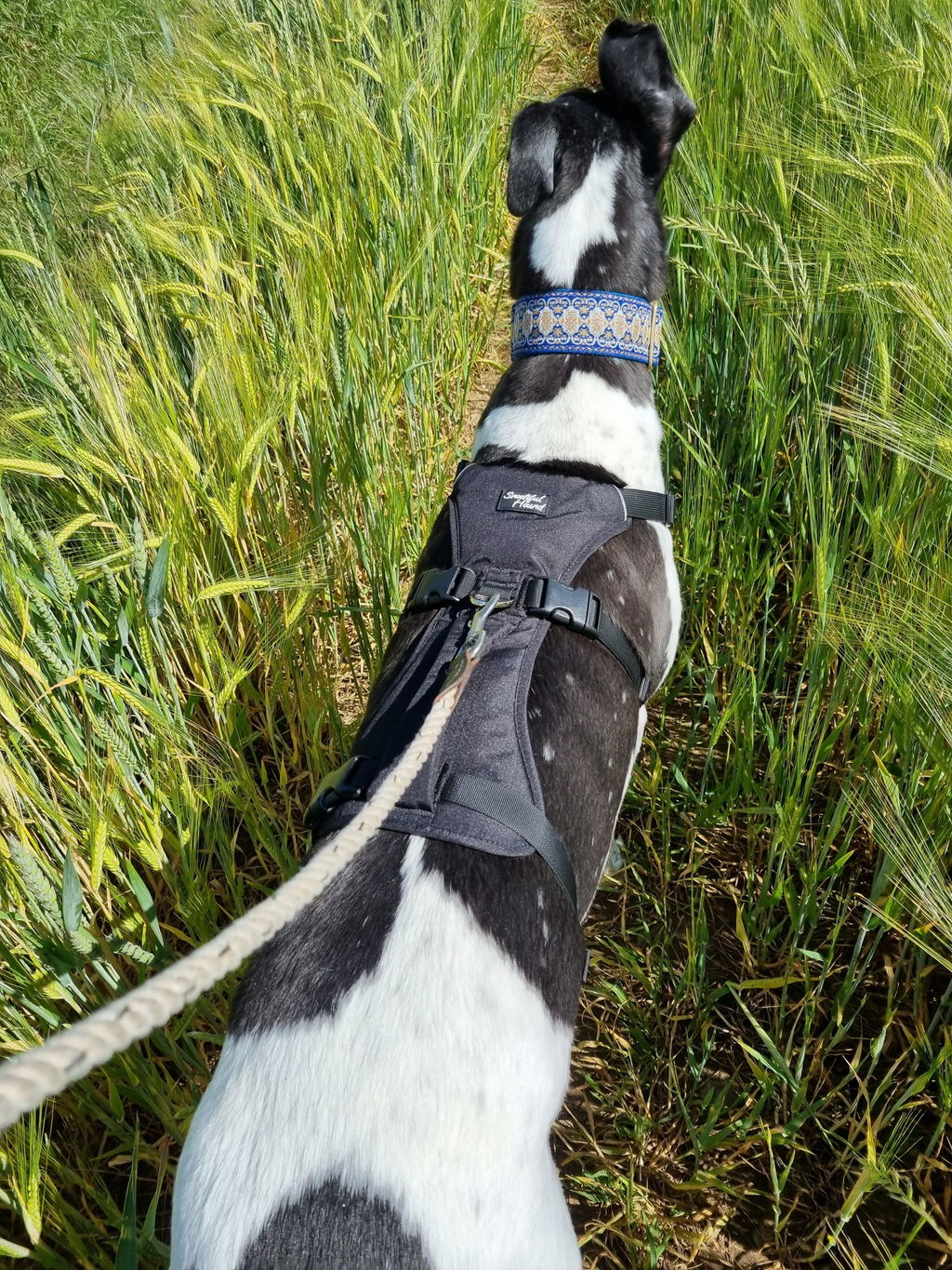 Lightweight Summer Harness for Sighthounds | Breathable, Comfortable & Escape Proof
