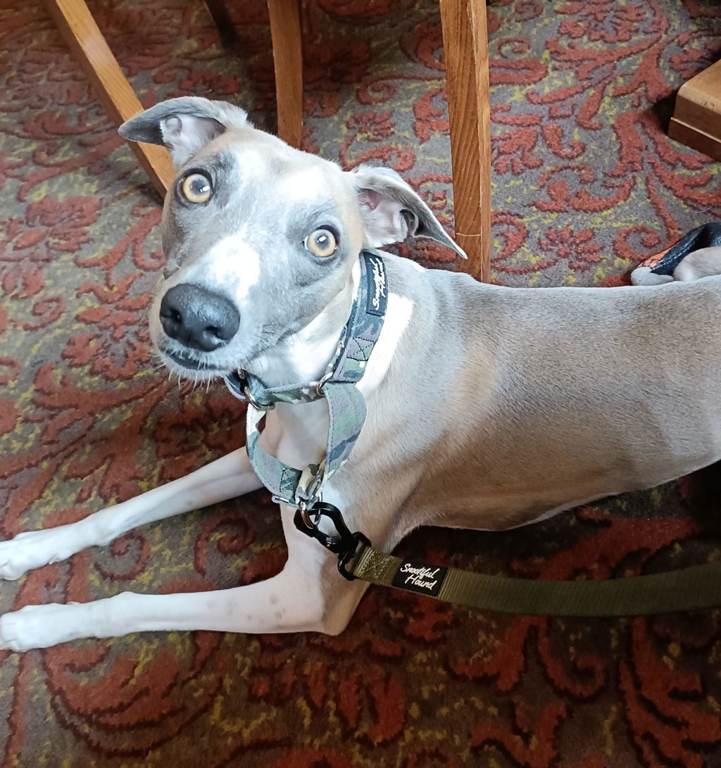 Green Camo Martingale Collar for Sighthounds - Padded