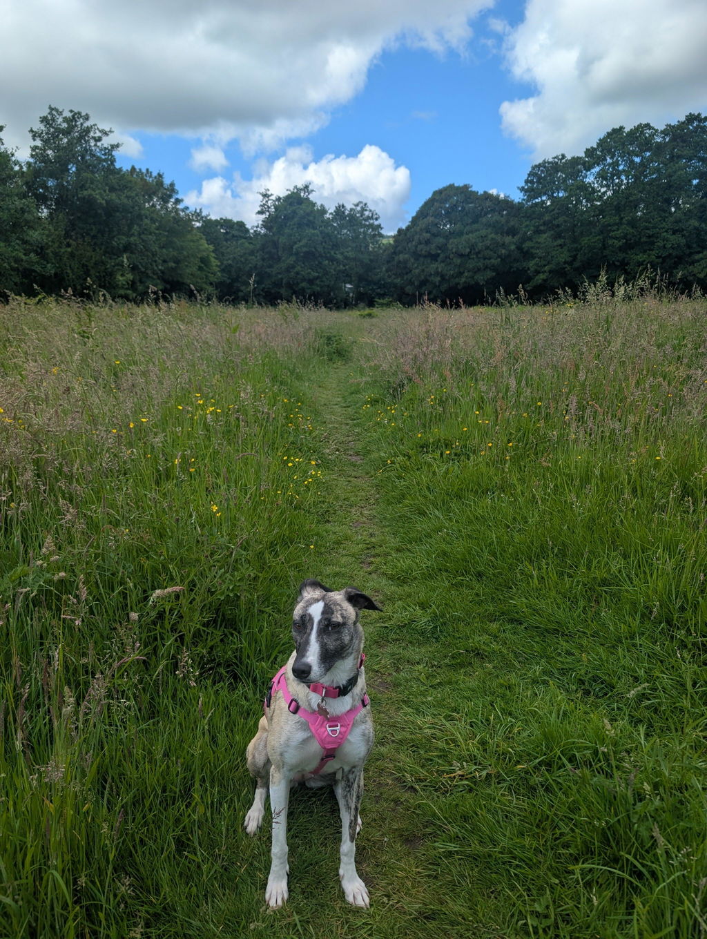 Sighthound Harness | Whippets, Greyhounds & Lurchers | Escape Proof