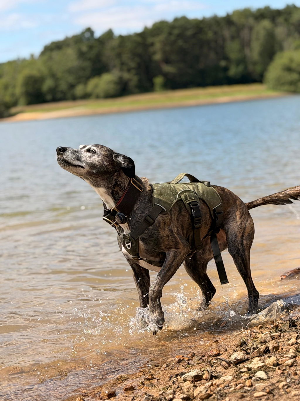 Sighthound Harness | Whippets, Greyhounds & Lurchers | Escape Proof