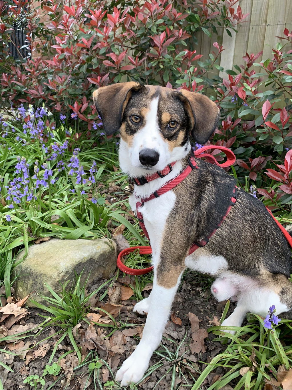 Sighthound Harness | Whippets, Greyhounds & Lurchers | Escape Proof