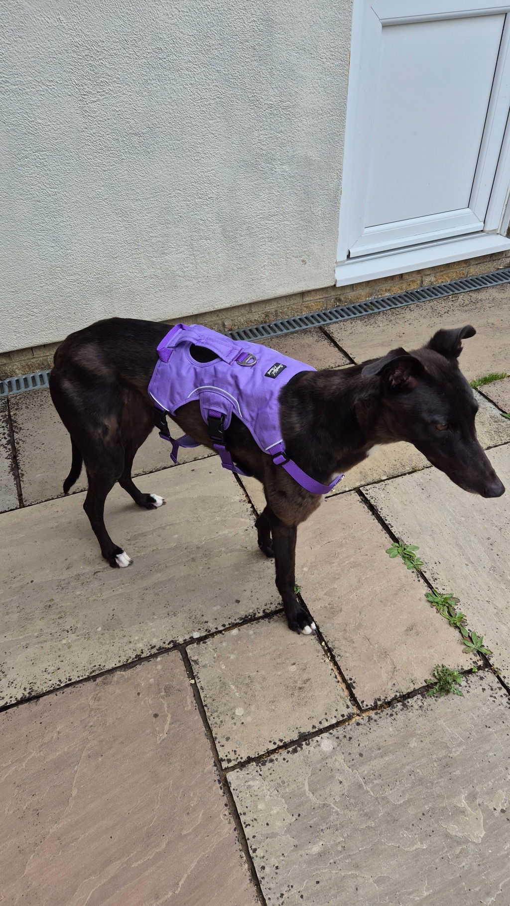 Sighthound Harness | Whippets, Greyhounds & Lurchers | Escape Proof