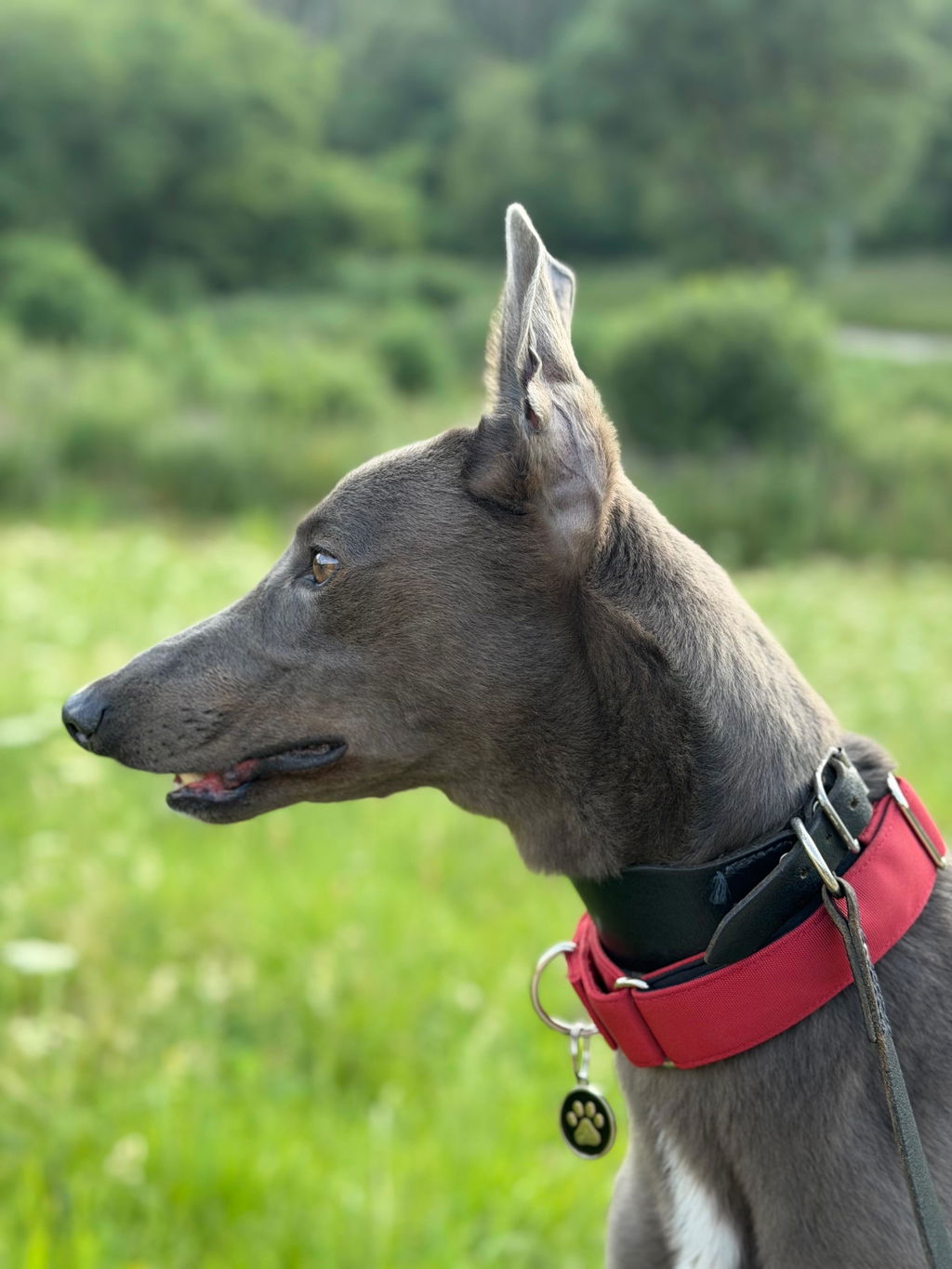 Burgundy Red Padded Martingale Collar for Sighthounds