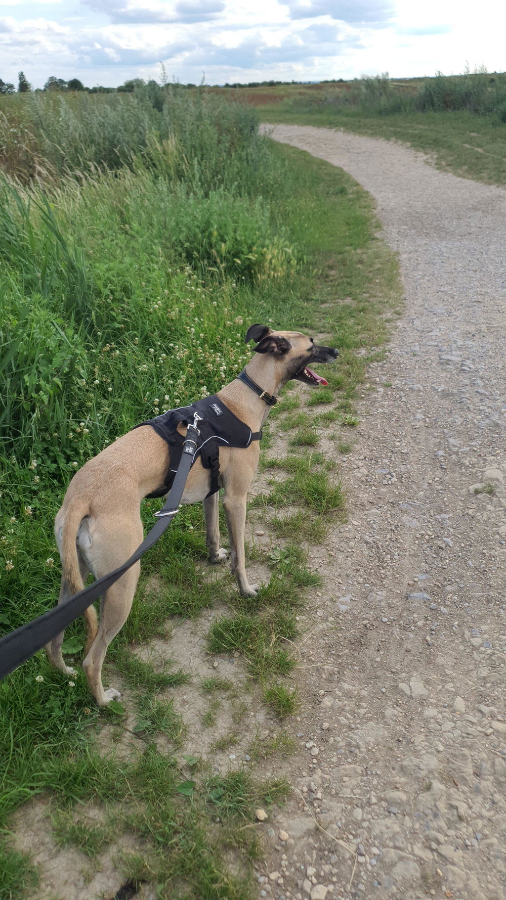 Sighthound Harness | Whippets, Greyhounds & Lurchers | Escape Proof