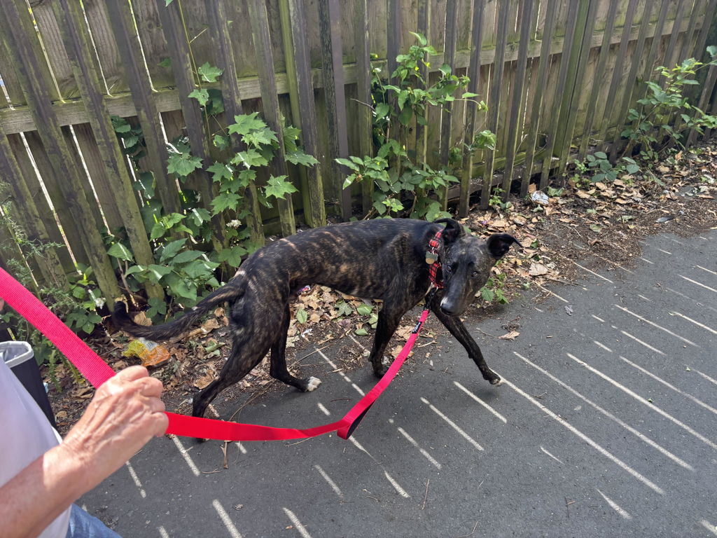 Double Handle Dog Lead - Padded Dog Leash With Two Handles - 180cm
